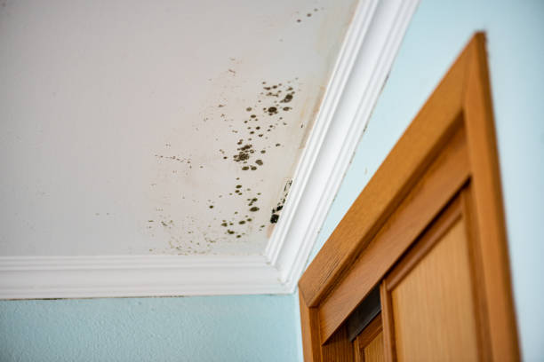 Best Forensic Mold Investigation  in Pleasant Hill, CA